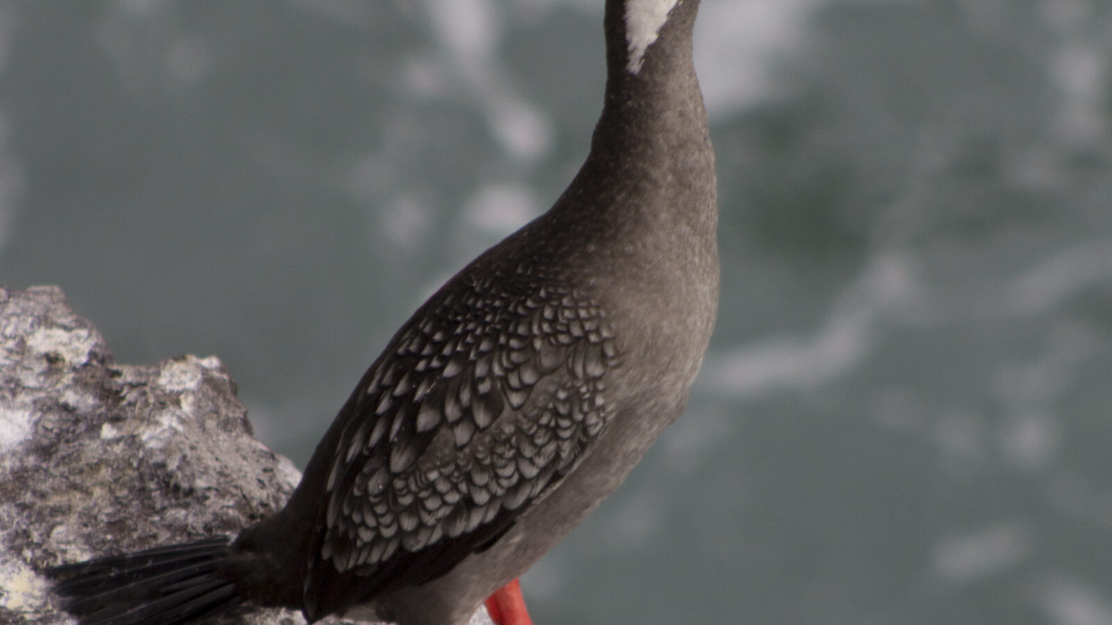 Red-legged Cormorant