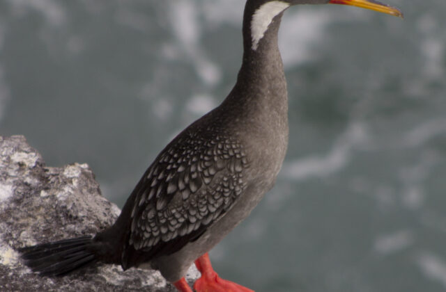 Red-legged Cormorant