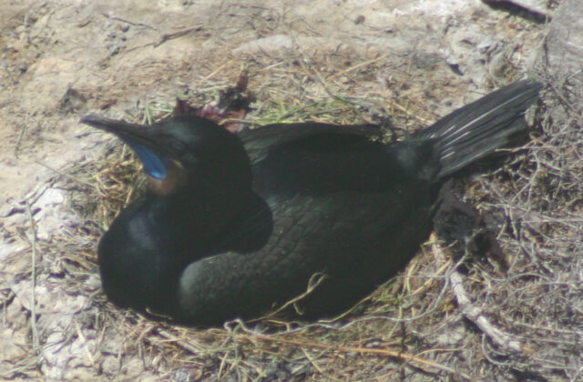 Brandt’s Cormorant