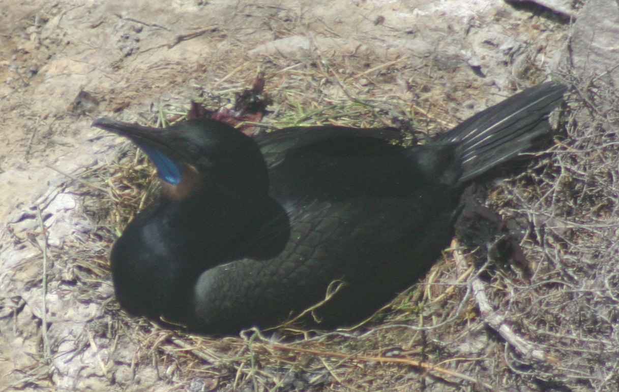 Brandt’s Cormorant