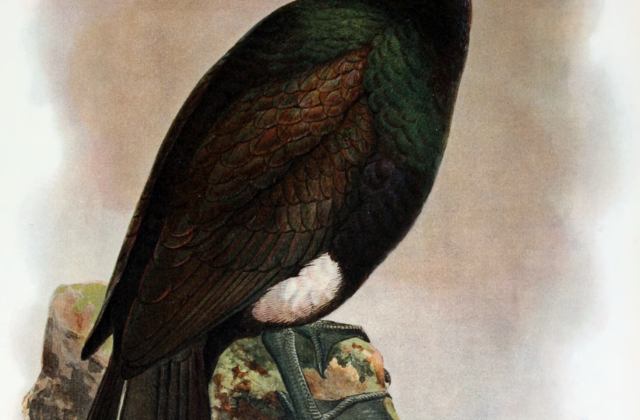 Spectacled Cormorant