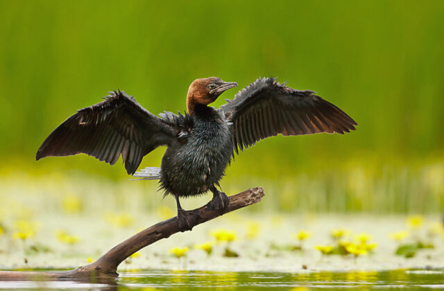 Pygmy Cormorant