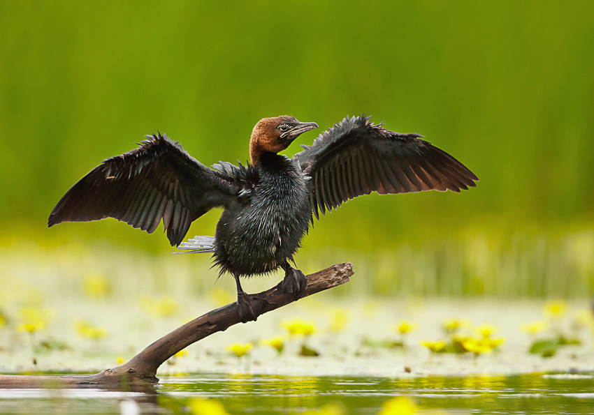 Pygmy Cormorant