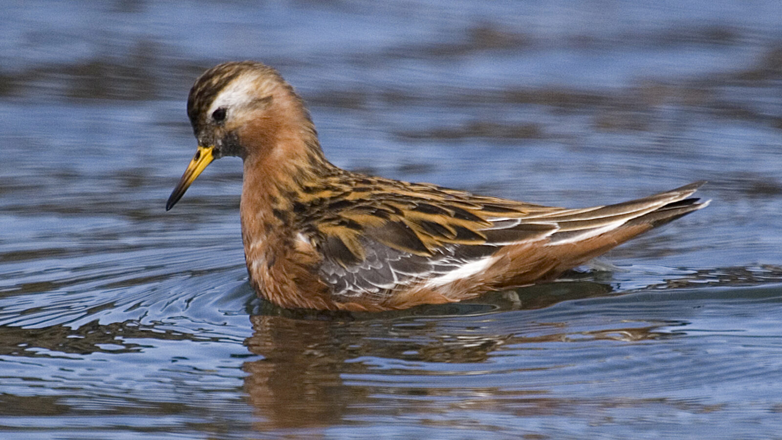 Red Phalarope