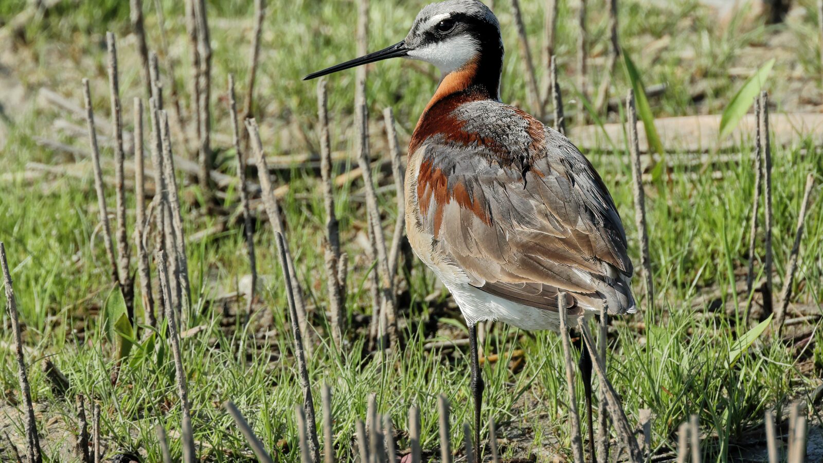 Wilson’s Phalarope