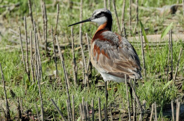 Wilson’s Phalarope
