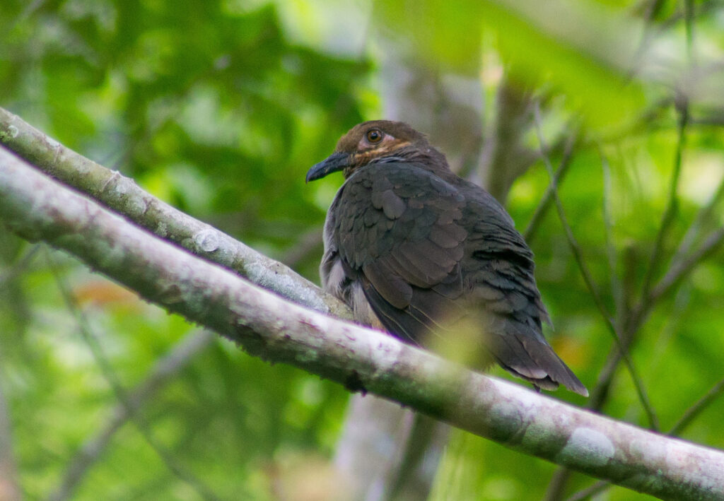 Amethyst Brown Dove