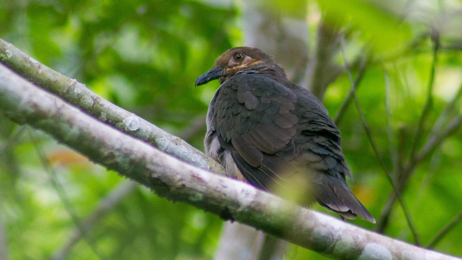 Amethyst Brown Dove
