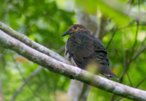 Amethyst Brown Dove