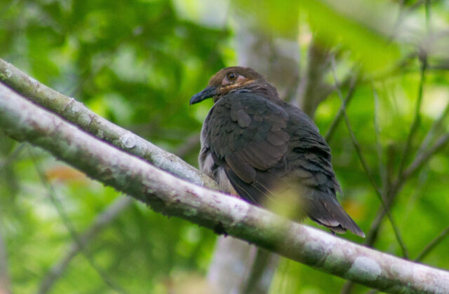 Amethyst Brown Dove