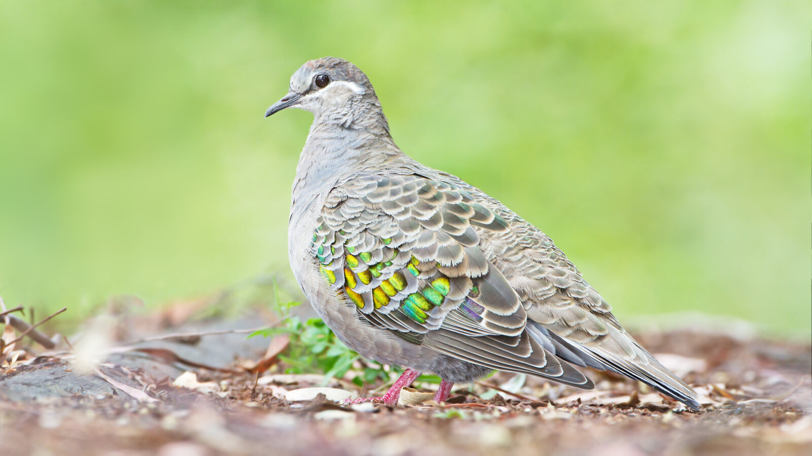 Common Bronzewing
