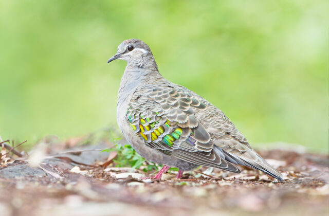 Common Bronzewing