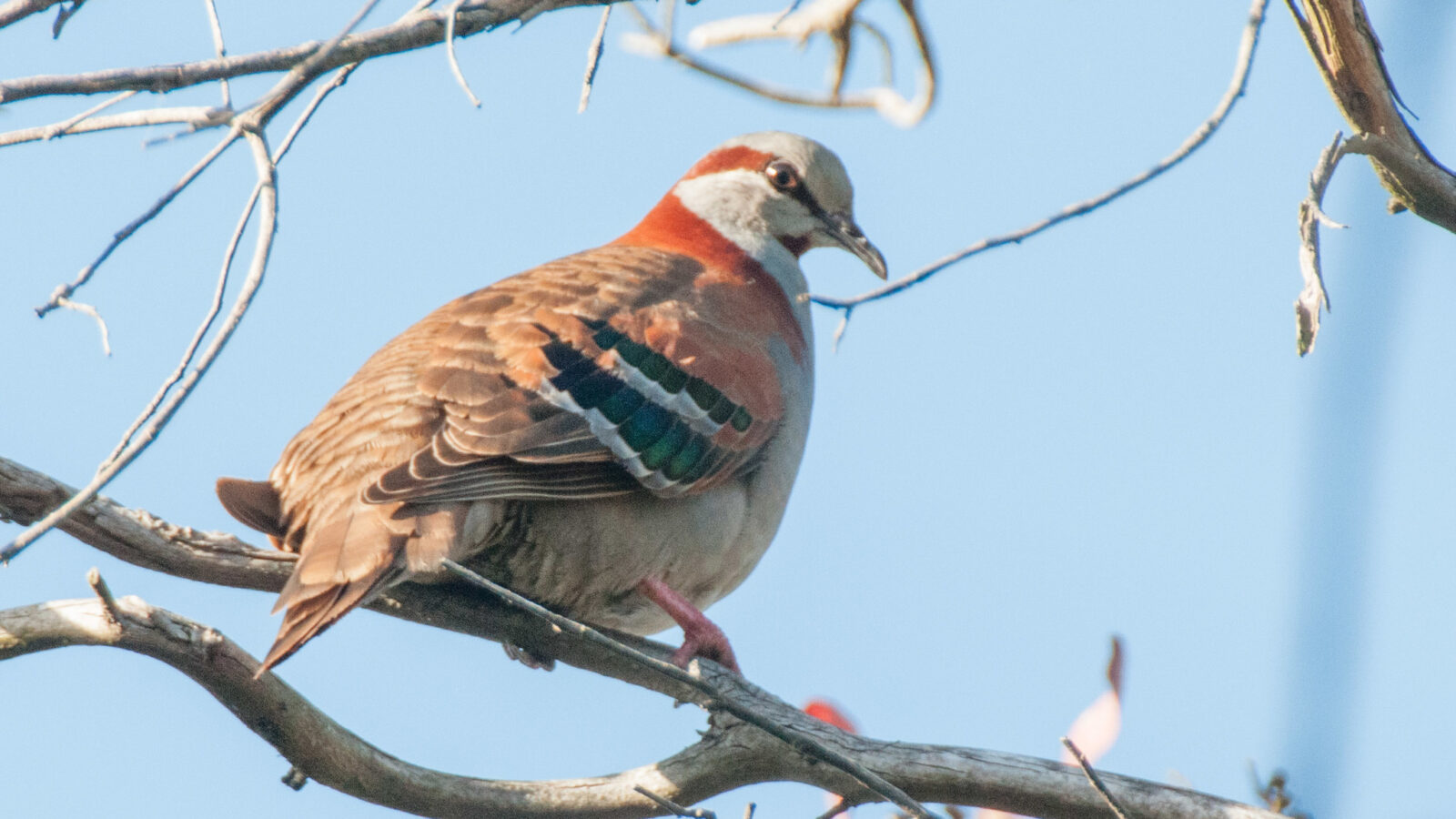 Brush Bronzewing