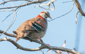 Brush Bronzewing