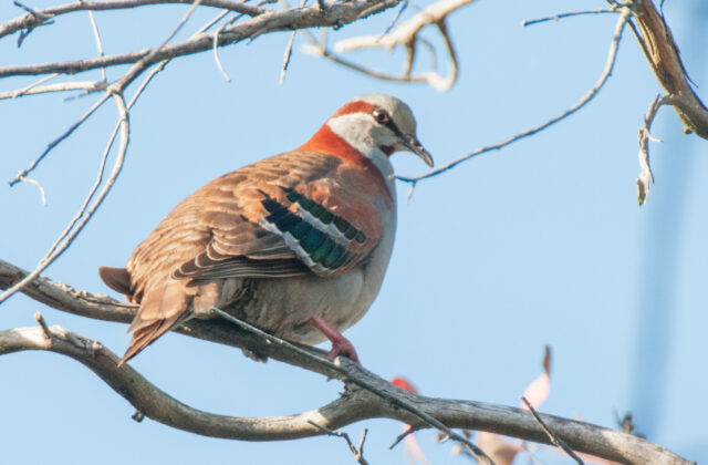 Brush Bronzewing