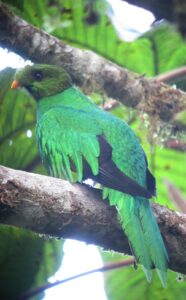 Golden-headed Quetzal