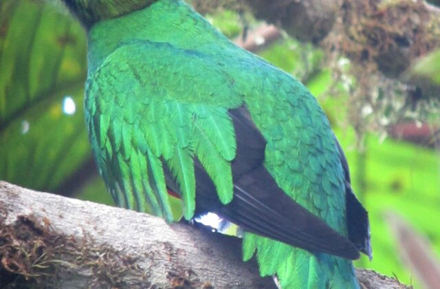 Golden-headed Quetzal