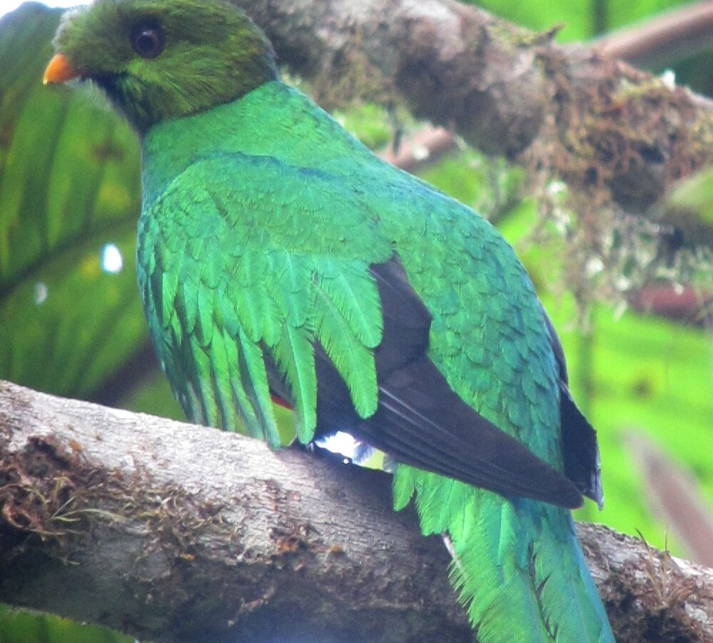 Golden-headed Quetzal