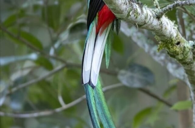 Resplendent Quetzal