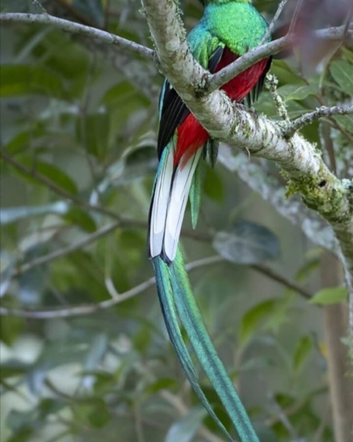 Resplendent Quetzal