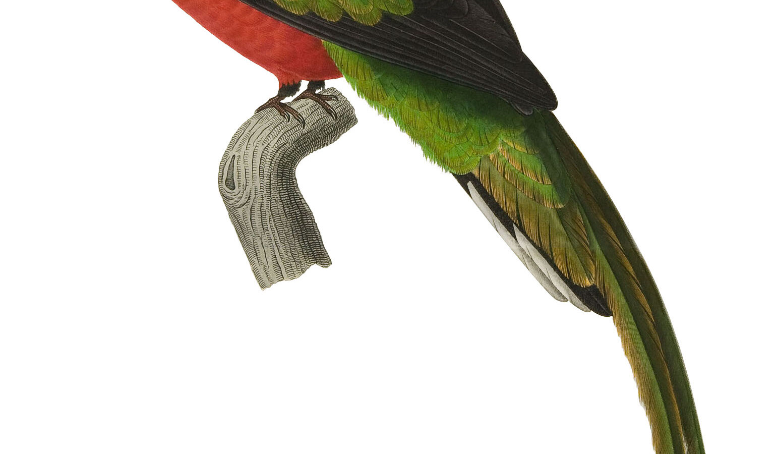 Pavonine Quetzal