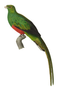 Pavonine Quetzal
