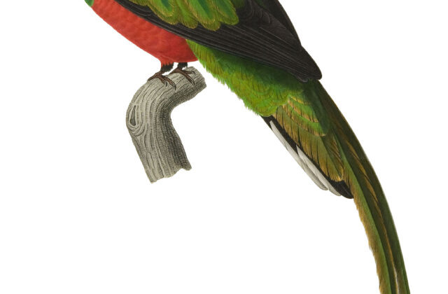 Pavonine Quetzal