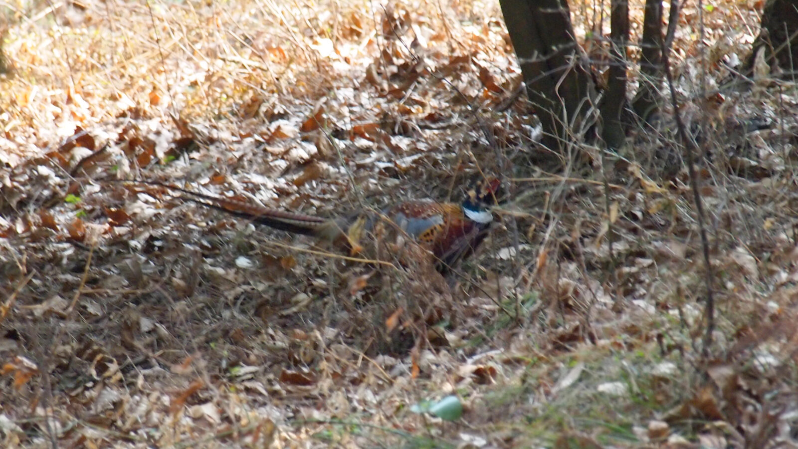 Common Pheasant