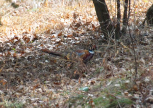 Common Pheasant