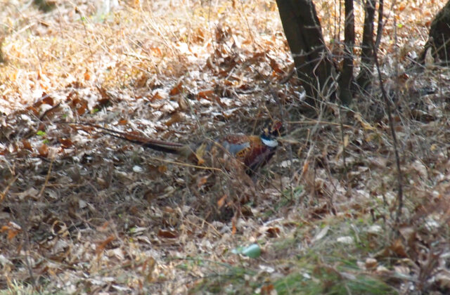 Common Pheasant