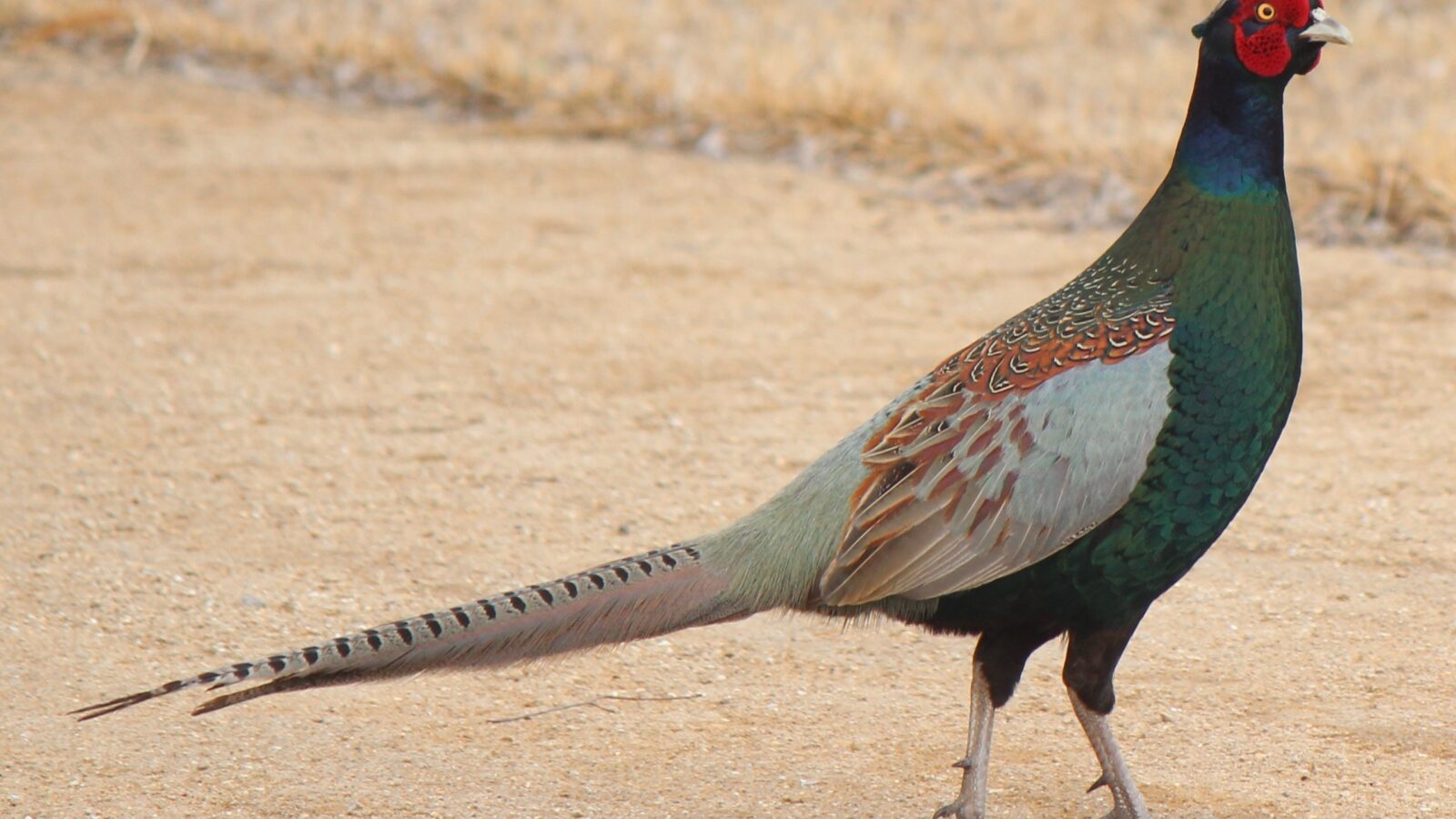 Green Pheasant