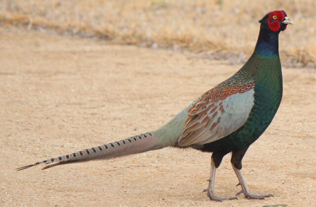 Green Pheasant