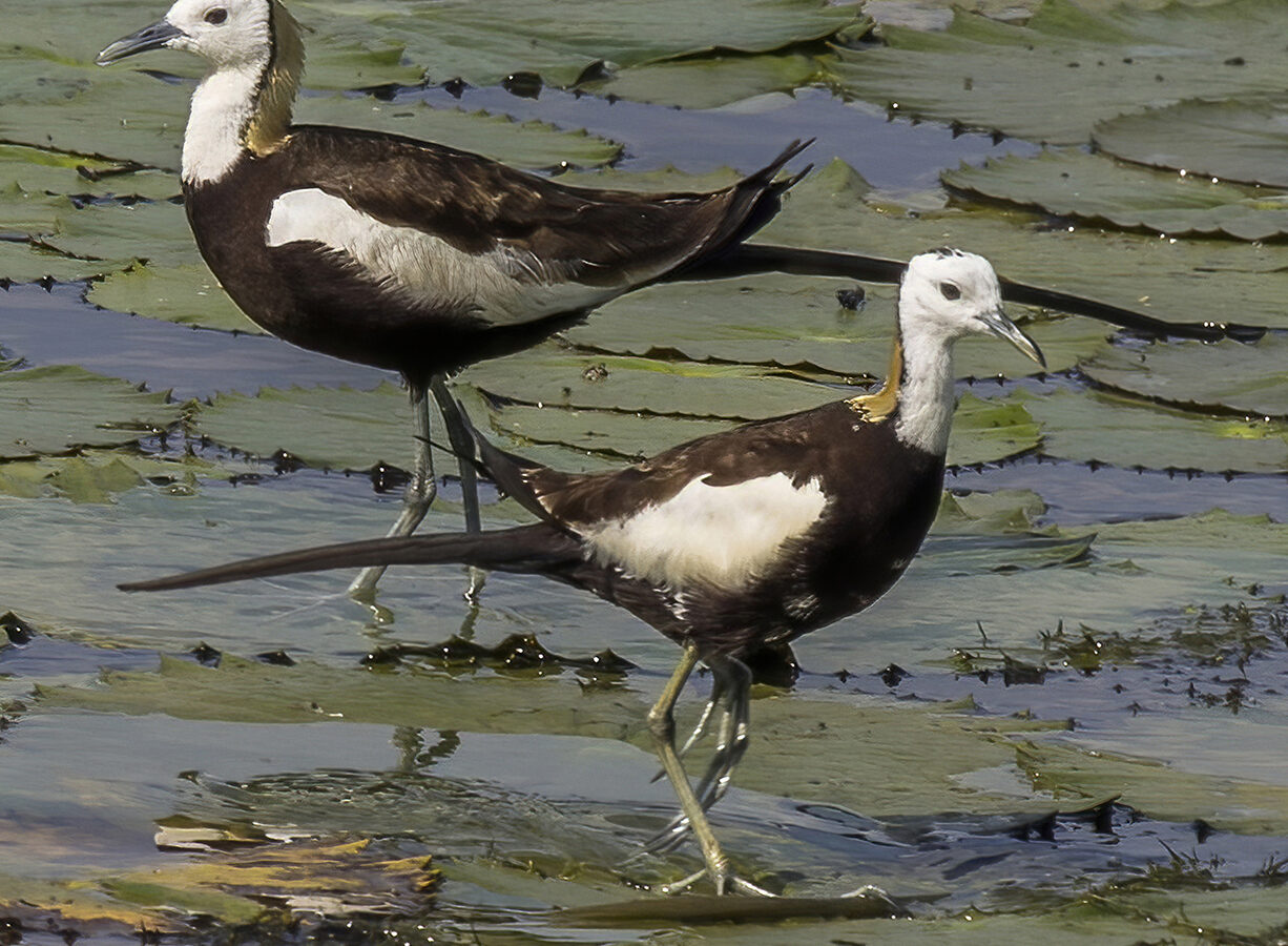 Pheasant-tailed Jacana