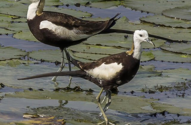 Pheasant-tailed Jacana