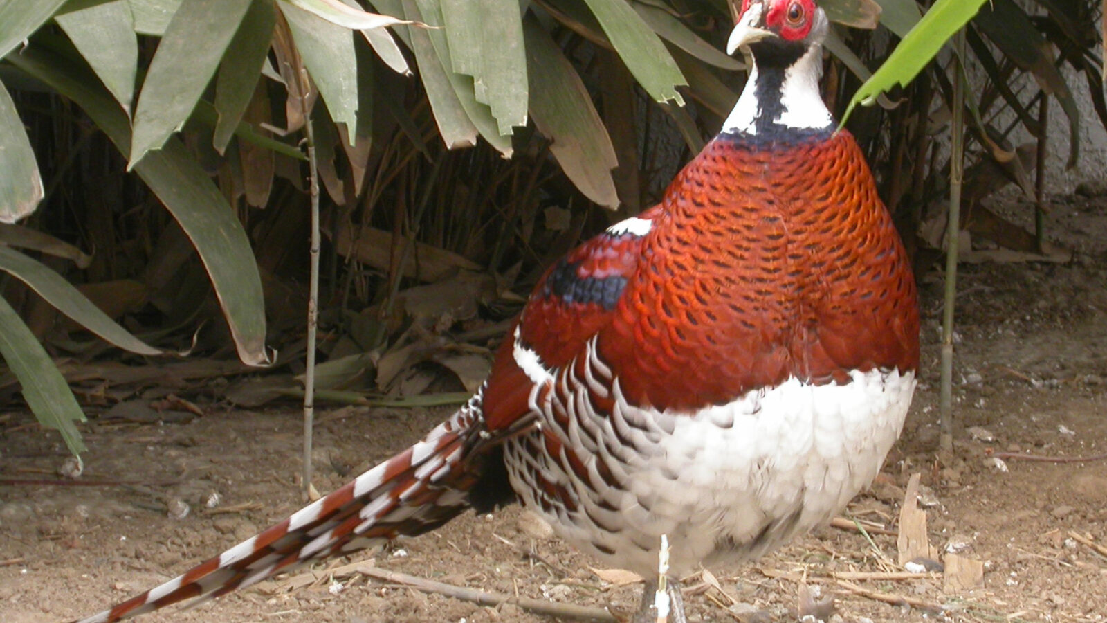 Elliot’s Pheasant