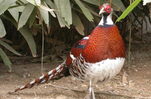 Elliot’s Pheasant