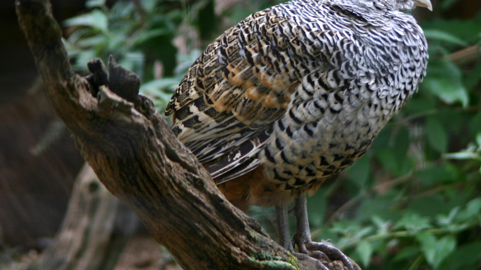 Cheer Pheasant