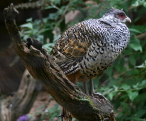 Cheer Pheasant