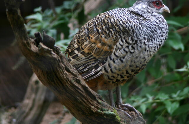 Cheer Pheasant