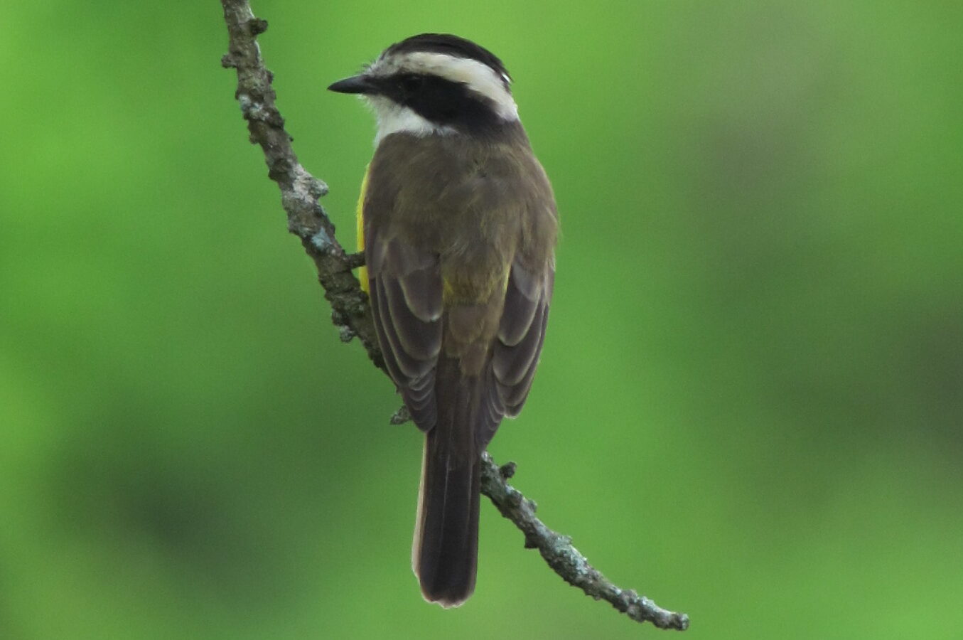 White-bearded Flycatcher