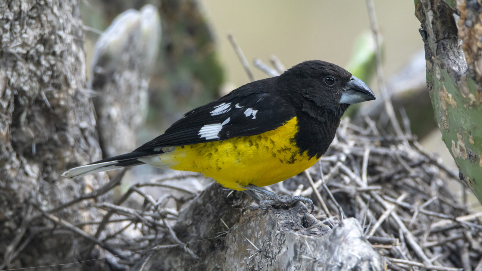 Black-backed Grosbeak