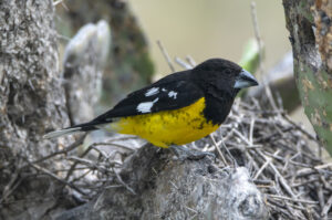 Black-backed Grosbeak