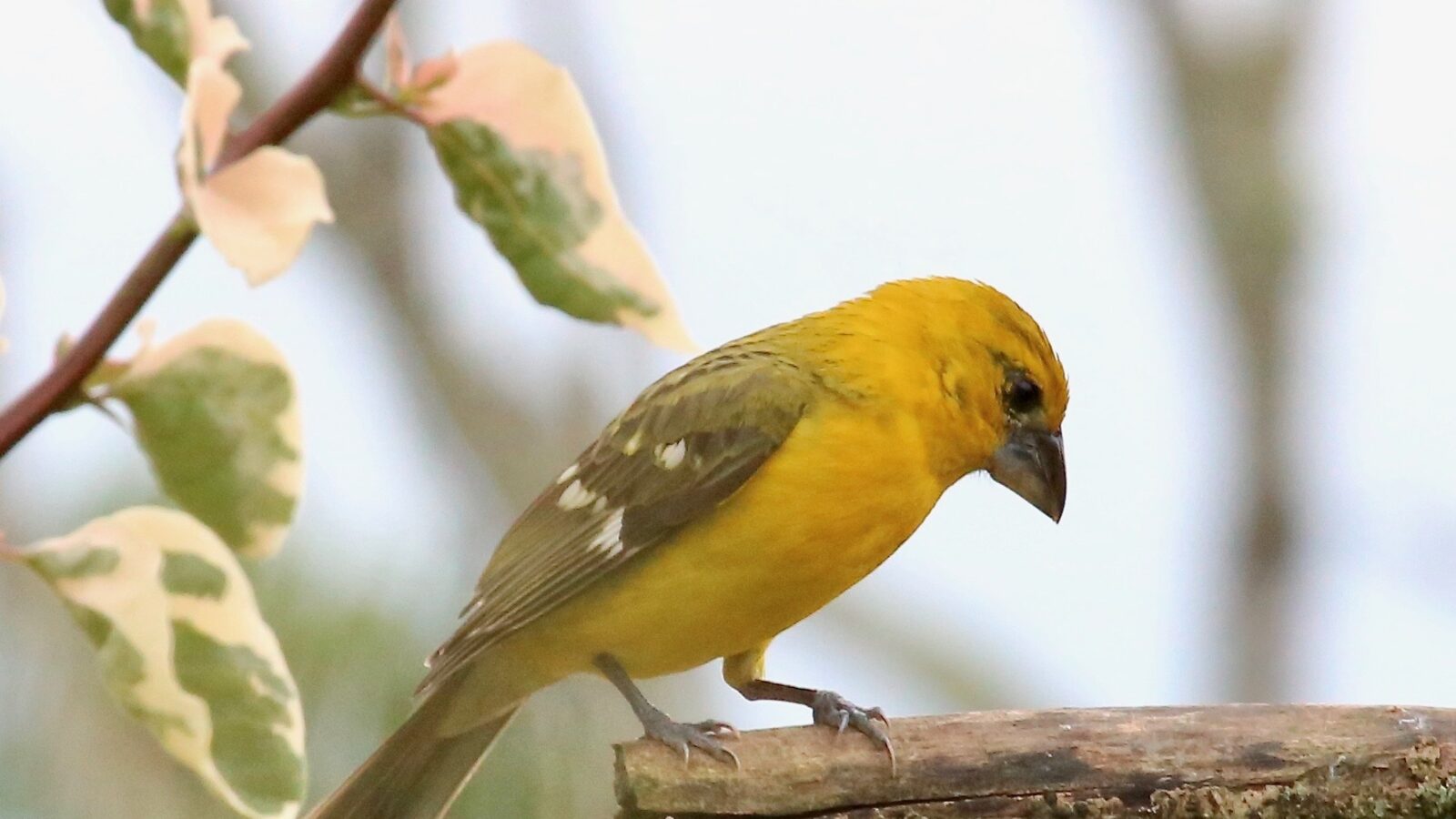 Yellow Grosbeak