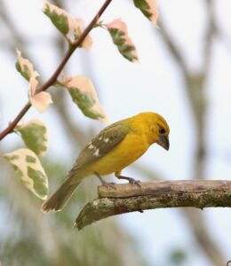 Yellow Grosbeak