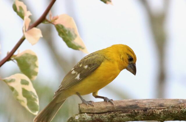 Yellow Grosbeak