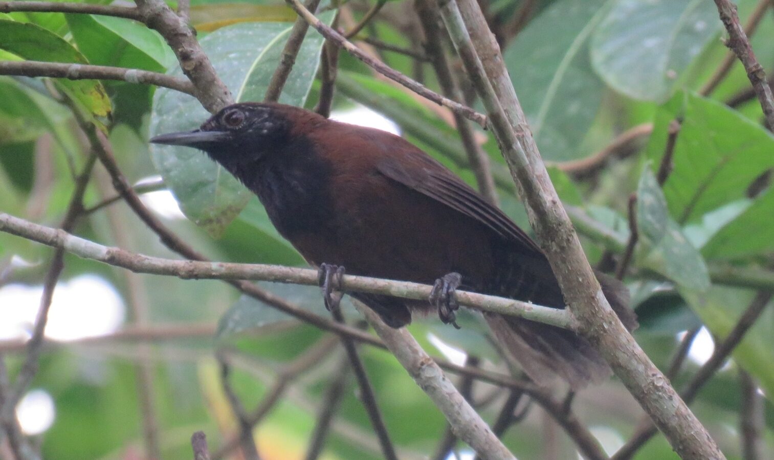 Black-throated Wren