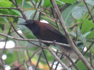 Black-throated Wren