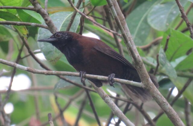 Black-throated Wren