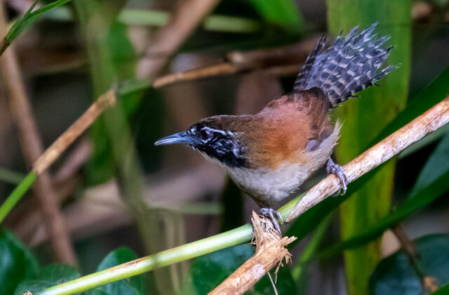 Coraya Wren