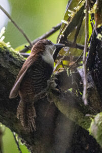 Black-bellied Wren